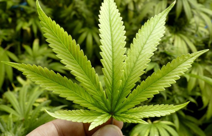 Anvisa aprova liberação do cultivo da maconha para fins científicos e