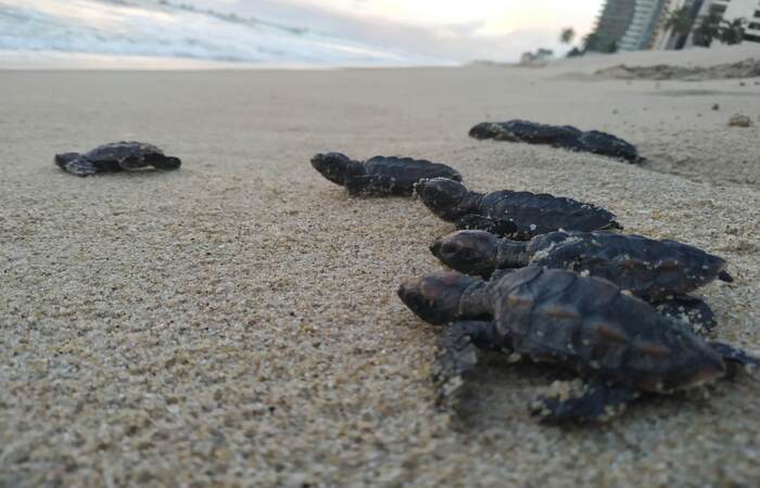 No Dia Mundial Do Meio Ambiente Tartarugas Nascem Na Praia De Piedade