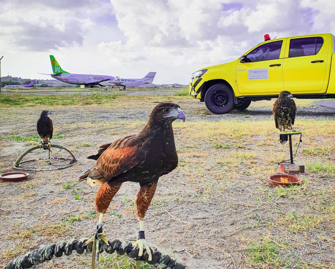 Aeroporto Do Recife Recebe Apoio De Aves De Rapina Na Equipe De Fauna