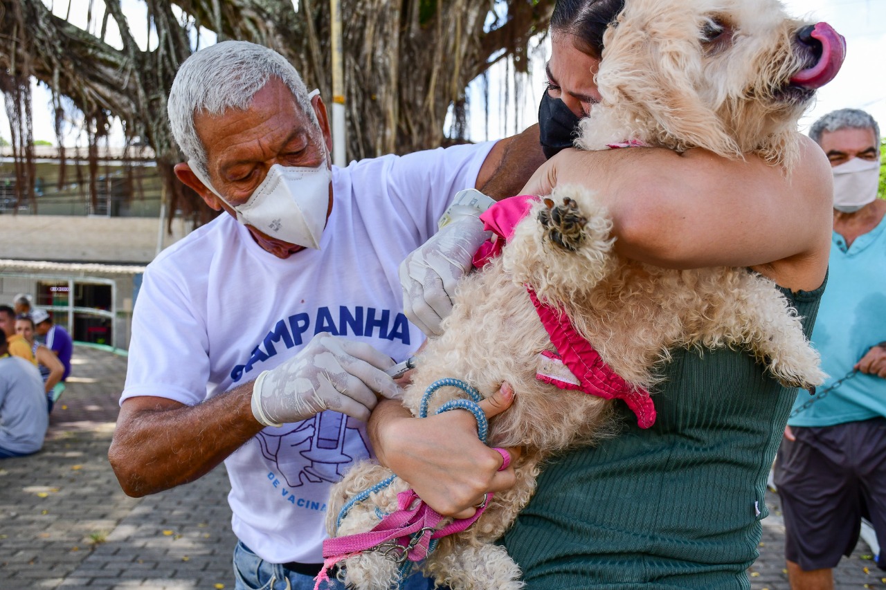 Camaragibe Realiza Dia D De Vacina O Contra A Raiva De C Es E Gatos