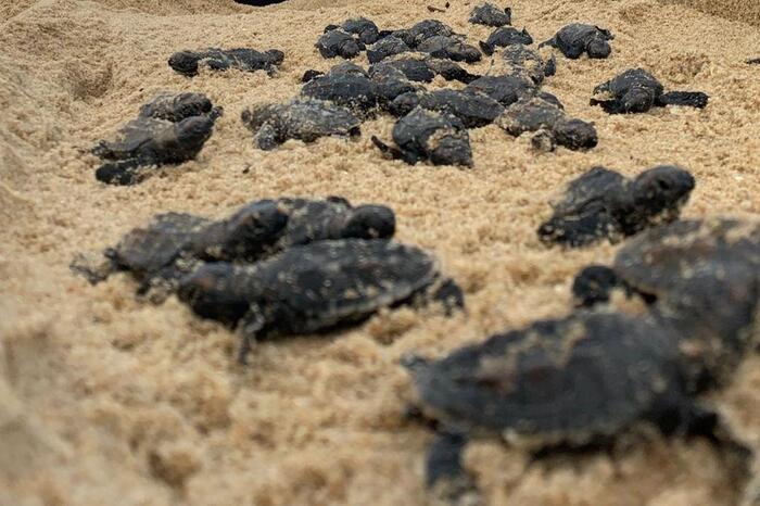 Mais De 250 Tartarugas Marinhas De Pente Nascem Em Paulista Local