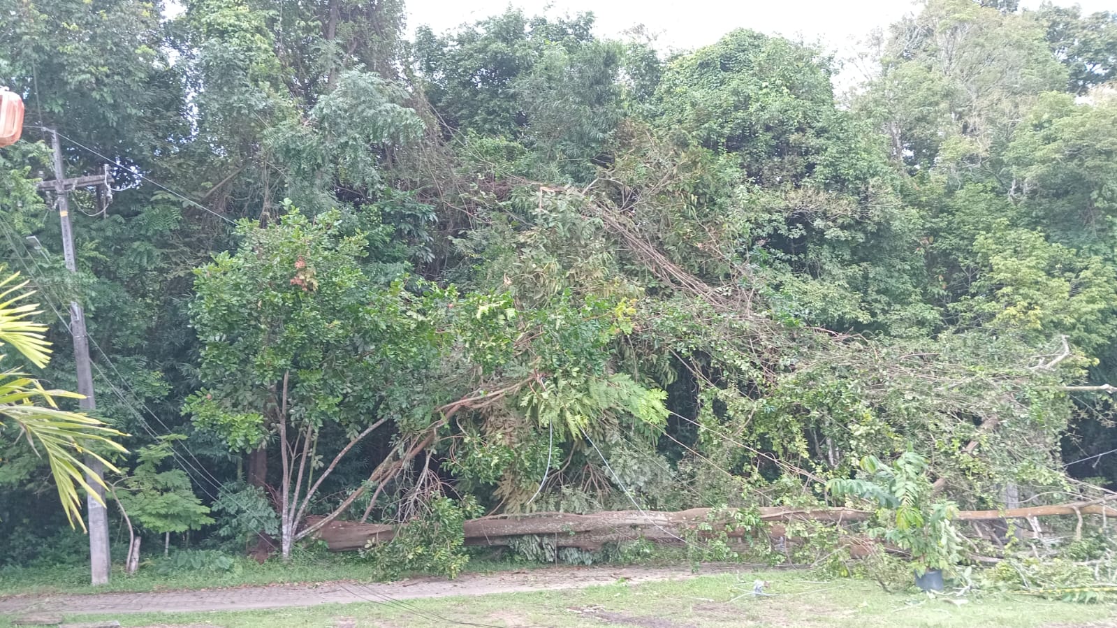 Queda de árvore provoca interdição do Jardim Botânico por 3 dias