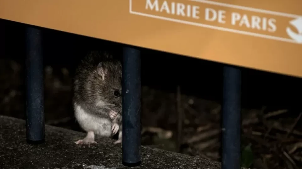 Ratos de Paris j foram retratados com humor na animao "Ratatouille" (foto: AFP / PHILIPPE LOPEZ)