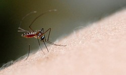 Pernambuco registra 389,5% de casos provveis de dengue, aponta boletim epidemiolgico (Foto: Arquivo/DP)