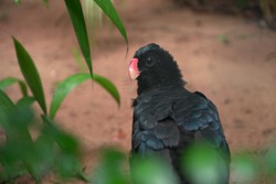 Programa Avio Solidrio transporta aves em extino de Foz do Iguau para Recife  (Foto: Parque das Aves/ Divulgao )