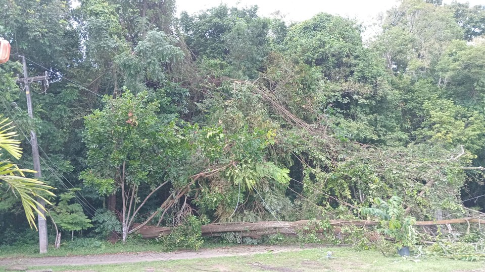 Por causa de queda de rvore, Jardim Botnico teve que fechar  (Foto: Divulgao )