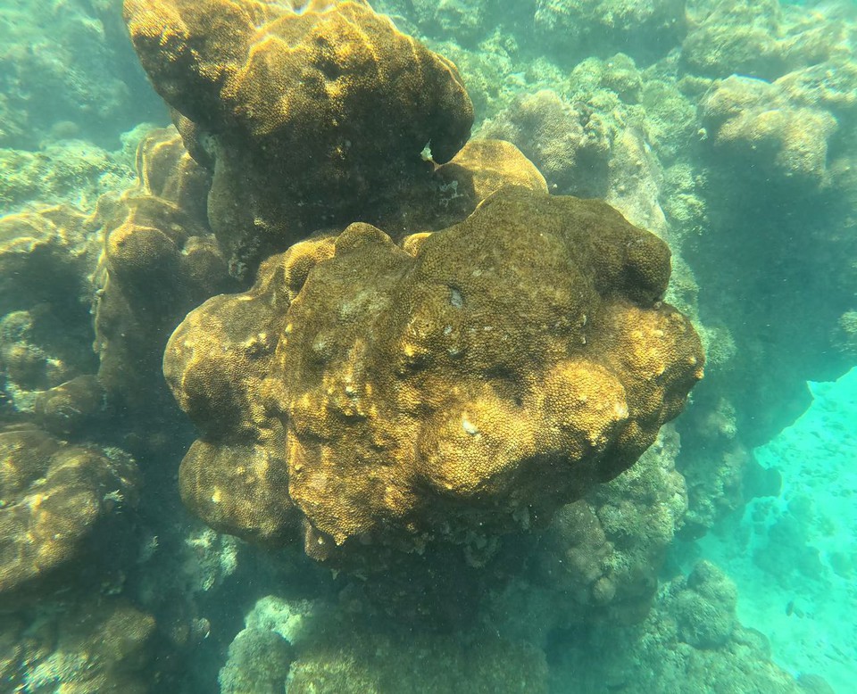 Recife de coral da espcie Palythoa, no mar de Porto de Galinhas, em Ipojuca, no Litoral Sul de Pernambuco (Foto: Thatiany Lucena/DP via GoPro Brasil)