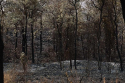 Incndios florestais no Pantanal causam onda de destruio 