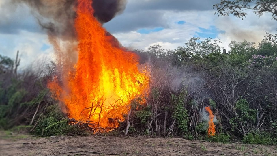 Maconha foi incinerada no serto pernambucano  (Foto: PF )