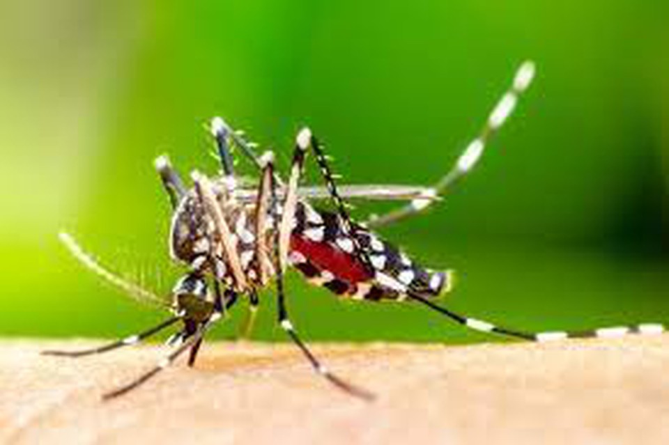 Mosquiso Aedes aegypti  transmissor de arboviroses (Foto: Arquivo)