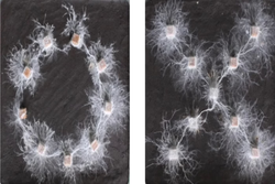 Sem crebro, fungos surpreendem cientistas com inteligncia (Crdito: Reproduo)