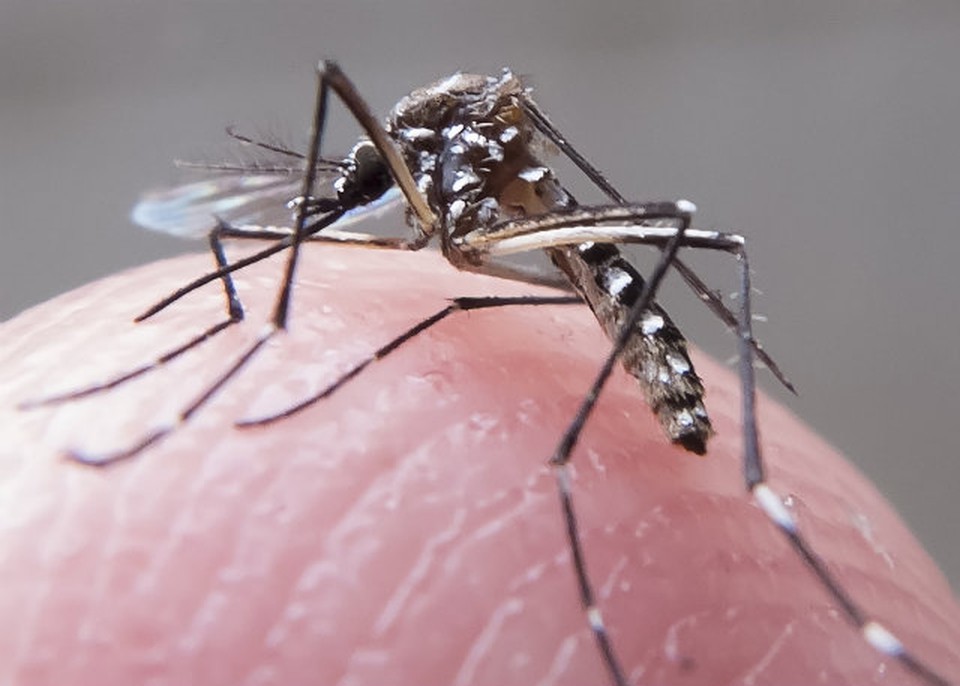 Aedes aegypti  o nome da principal espcie que transmite os vrus da Dengue, o vrus causador da Febre Chikungunya e o Zika Vrus. (Foto: Reproduo/Internet)