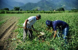 Programa Chapu de Palha comea a pagar trabalhadores da cana-de-acar (Foto: Tomaz Silva/Agncia Brasil)