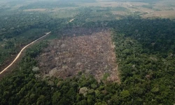 Estudo aponta que 90% do desmatamento na Amaznia foram para pasto (Foto: OP VERDE BRASIL/17)