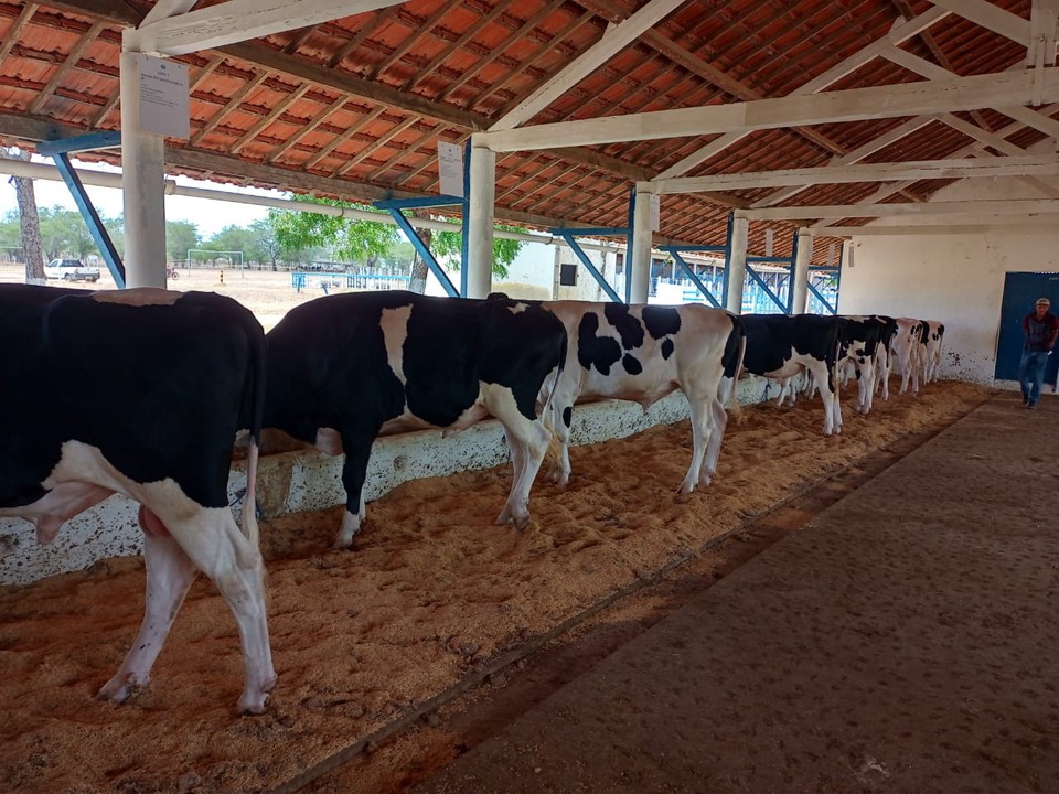 A febre aftosa se espalha pelo mundo atravs do transporte dos animais infectados entre os pases. (Foto: Divulgao)