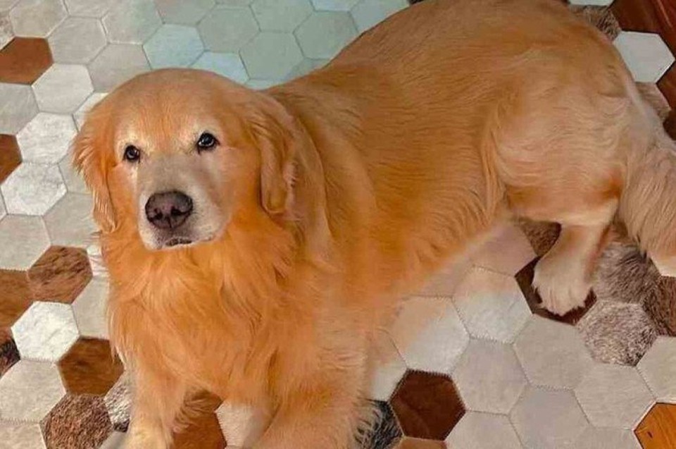 

O golden retriever tinha cinco anos (foto: Reproduo/JR Fantazzini)