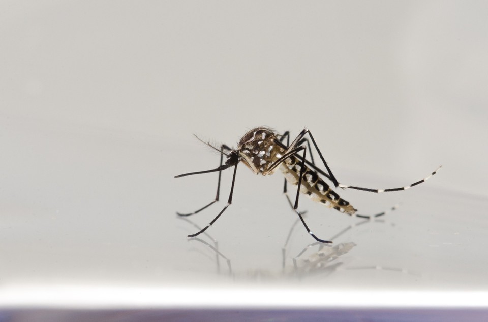 Aedes aegypti transmite arboviroses (Fiocruz)