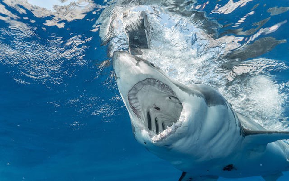 A norte-americana de 44 anos no resistiu ao ataque de tubaro (Crdito: Pexels)