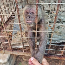 Macaco-prego que estava em jaula  resgatado em operao em Sertnia  (Foto: CPRH)