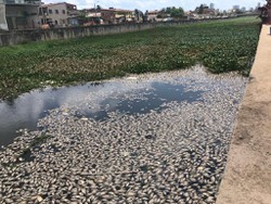 Barragem temporria foi a causa da morte de peixes no canal do Fragoso, diz CPRH (Foto: Arquivo/DP)