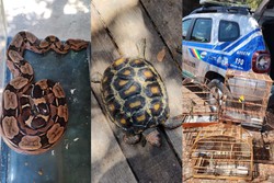 Entre os bichos estavam uma jiboia, dois jabutis e nove pssaros, sendo eles um galo de campina, dois salta caminho, um azulo, um tiziu, um sibito, um papa capim, um canrio da terra e um cano