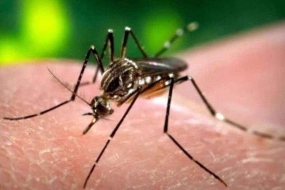 

Doena  transmitida pela fmea do mosquito Aedes aegypti (foto: Agncia Brasil)