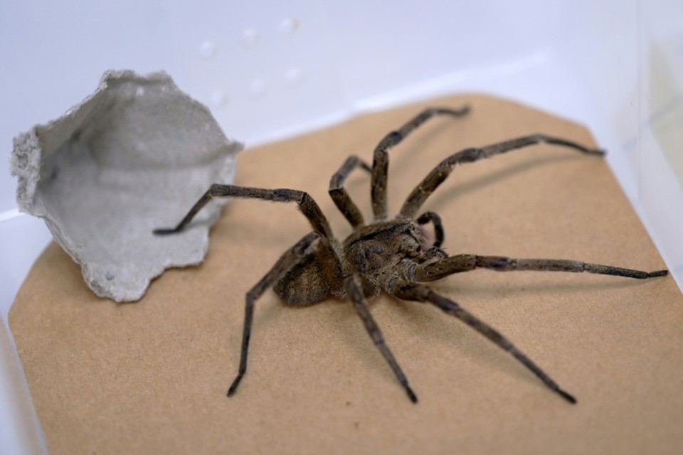 Aranha-armadeira (foto: AFP)
