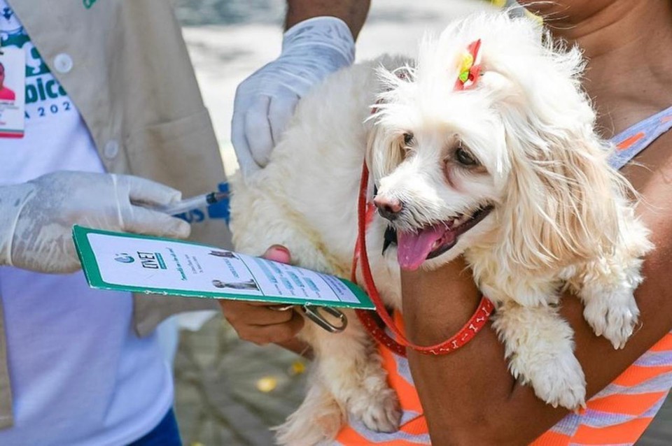 No caso do Nordeste, apesar da situao pior comparada  mdia do pas, o quadro ainda  menos crtico que nos estados do Norte, onde o percentual de tutores desatentos  imunizao de seus pets chega a 92% (Foto: Divulgao)