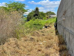 Ossada  encontrada em terreno baldio por trabalhadores cm Caruaru (Foto: Reproduo)