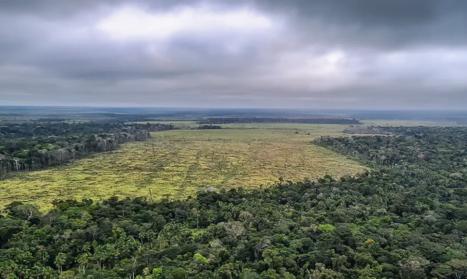 Os dados demonstram uma queda de 30,6% do desmatamento na Amaznia em relao a 2023 (foto: Polcia Federal/divulgao)