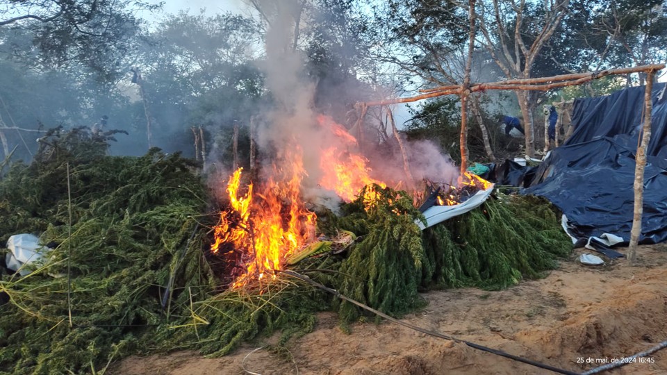 Plantios de maconha foram destrudos no Serto  (Foto: PF)