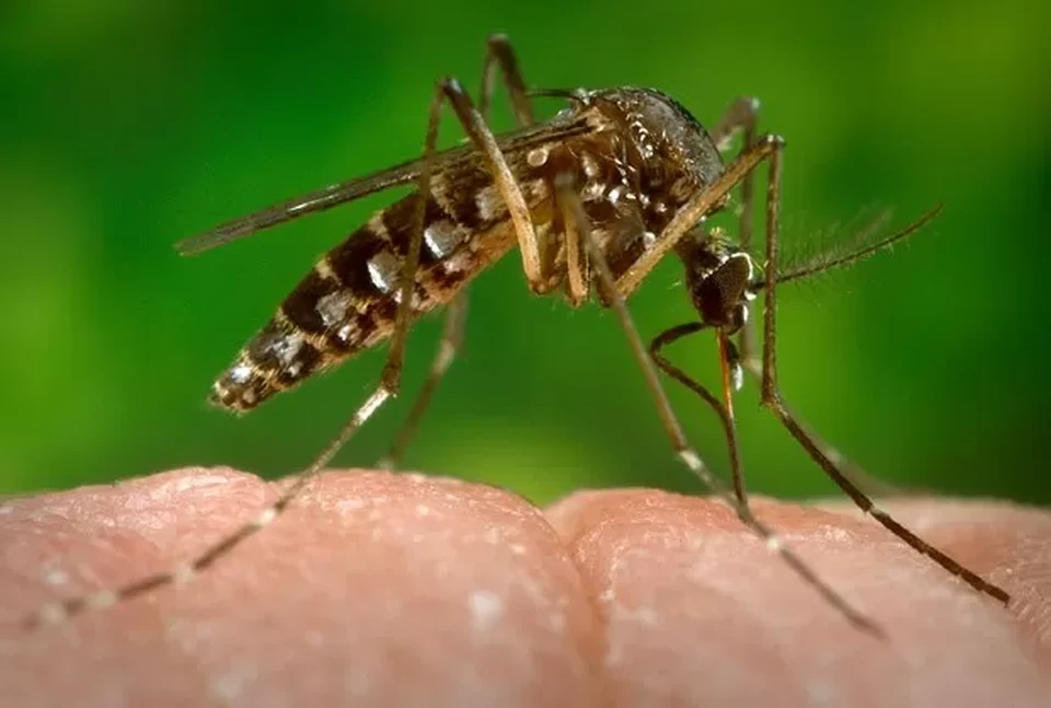 Aedes aegypti, que transmite o vrus da Zika (Foto: CDC-GATHANY/PHANIE/AFP)