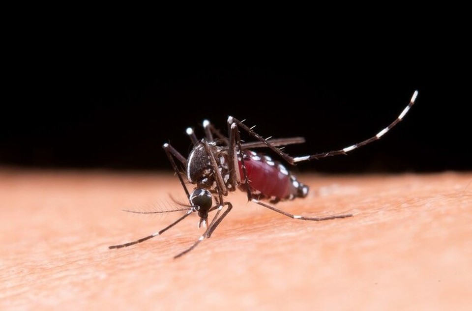 Mosquito Aedes aegypti transmite arboviroses (Foto: Arquivo)