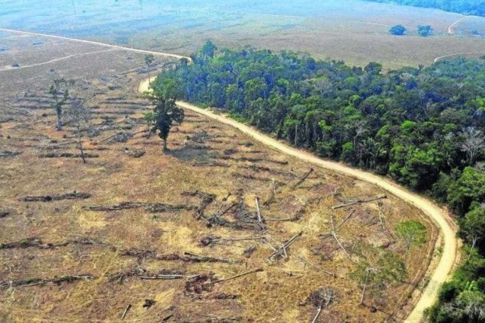 Nos ltimos cinco anos, o Brasil perdeu cerca de 8,56 milhes de hectares de vegetao nativa  ((Foto: Carlos Fabal/AFP)
)