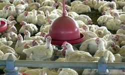 Governo aguarda retirada da suspenso de importao de carnes de aves 