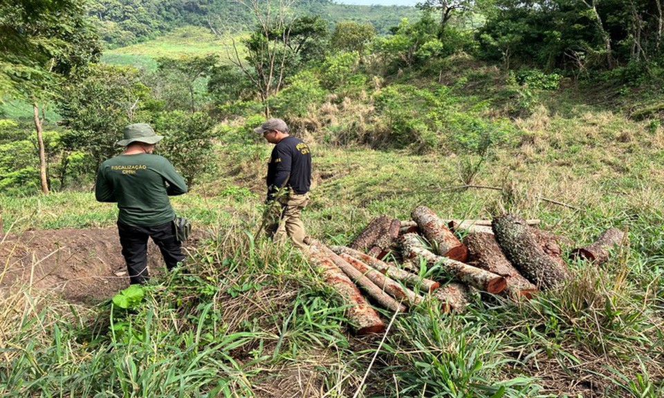 Essa foi a maior operao de combate ao desmatamento do bioma Mata Atlntica em todo o pas (Foto: Arquivo/DP)