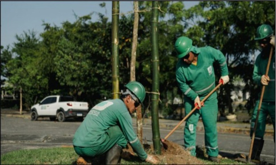 Desde 2022, o plantio na capital pernambucana  atende  ao  novo  padro  de arborizao,  que  apresenta  dimetro   Altura do Peito (DAP) de pelo menos 5 cm (Foto: Hlia Scheppa
)