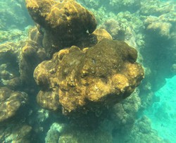 Recife de coral da espcie Palythoa, no mar de Porto de Galinhas, em Ipojuca, no Litoral Sul de Pernambuco