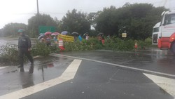 Galhos de rvores fecharam rodovia durante protesto