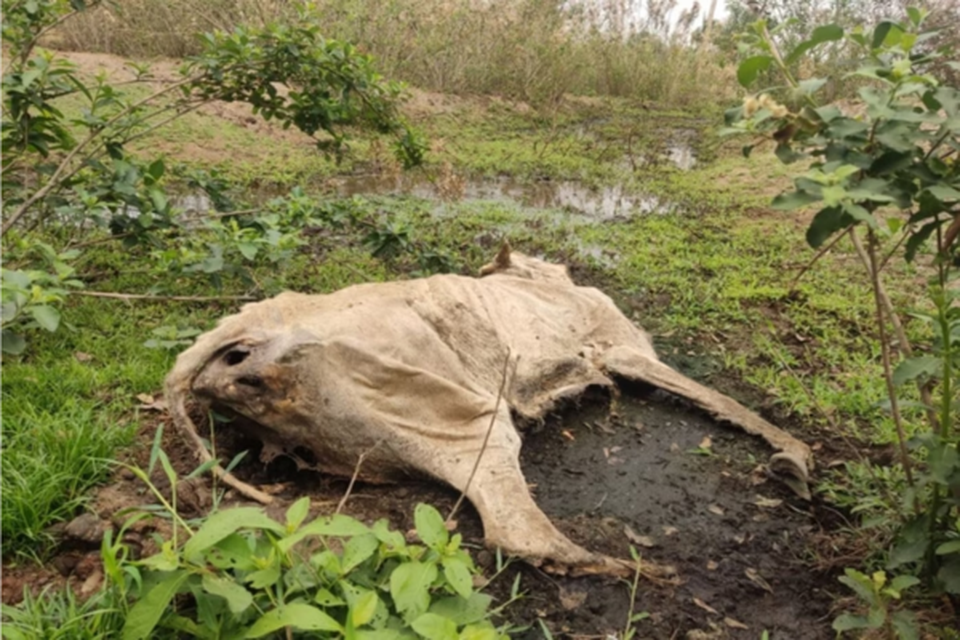 Gado morto no Mato Grosso  (Crdito: RD News)