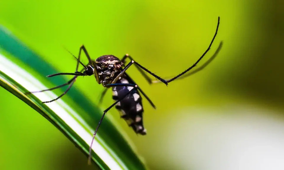 Aedes aegypti  o nome da principal espcie que transmite os vrus da dengue, o vrus causador da febre chikungunya e o Zika vrus. (Foto: Shammiknr/Pixabay)
