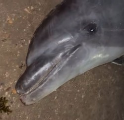 Golfinho  encontrado morto na praia de Piedade, em Jaboato dos Guararapes  (Foto: Reproduo/ redes sociais)