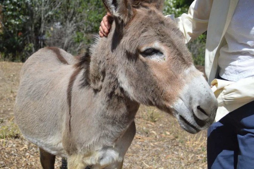 
Perry, burro que serviu de modelo para personagem do filme Shrek (foto: Divulgao/Barron Park Donkeys)