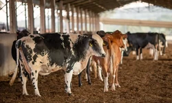 Brasil afirma que carne bovina exportada para Unio Europeia no representa risco aos consumidores (Foto: CNA/Wenderson Araujo/Trilux)