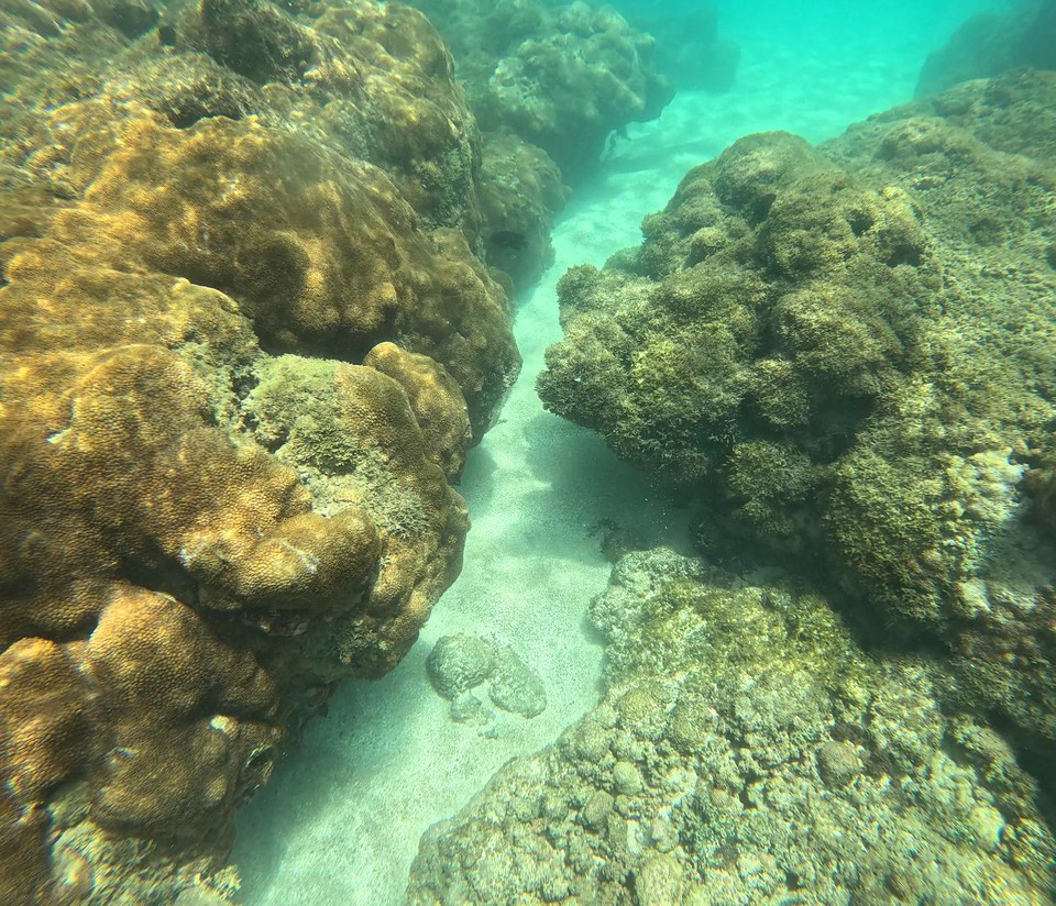 Quando a temperatura do mar sobe, as zooxantelas (pequenas algas), que tambm so responsveis pelas cores dos corais, abandonam os animais. Com isso, eles se tornam esbranquiados (Foto: Thatiany Lucena/DP via GoPro Brasil)