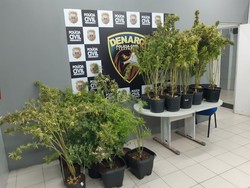 Polcia prende trs homens com 69 ps de maconha e estufas portteis em Olinda (Foto: PCPE)