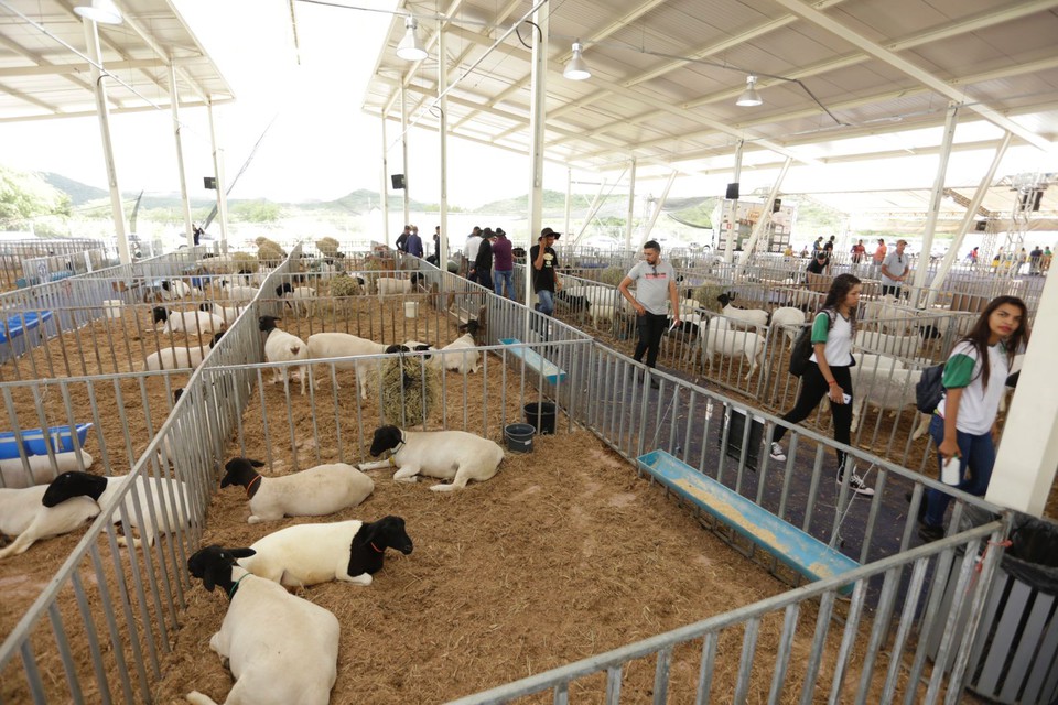 Com a expectativa de reunir criadores de diversas regies do pas, a etapa nacional deve movimentar a economia local e ampliar as oportunidades de negcios para produtores e comerciantes (Foto: Igor Luigi)