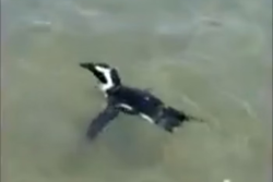 Aps fugir do cativeiro pinguim  visto na praia dias depois (Crdito: Reproduo)