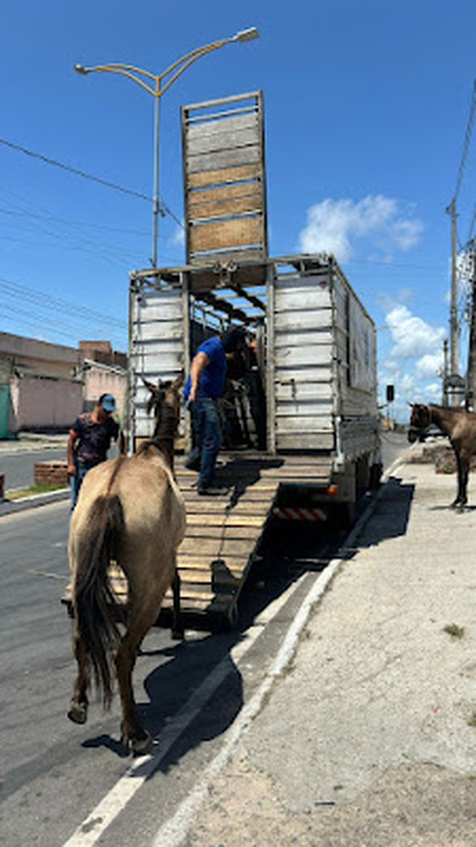 Cavalos so retirados das ruas  (Foto: Prefeitura de Paulista )