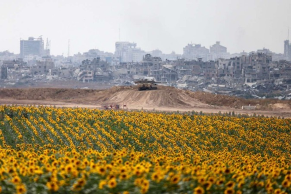 Tanque do Exrcito israelense se movimenta entre plantao de girassis, no lado israelense da fronteira, e a devastao em Gaza  (Crdito: Menahem Kahana/AFP)